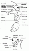 Ameisenaufbau