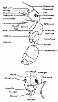 Ameisenaufbau